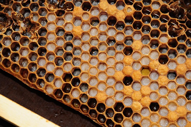 Entdecke die Welt des Manuka-Honigs: Tipps und Angebote für deinen Einkauf